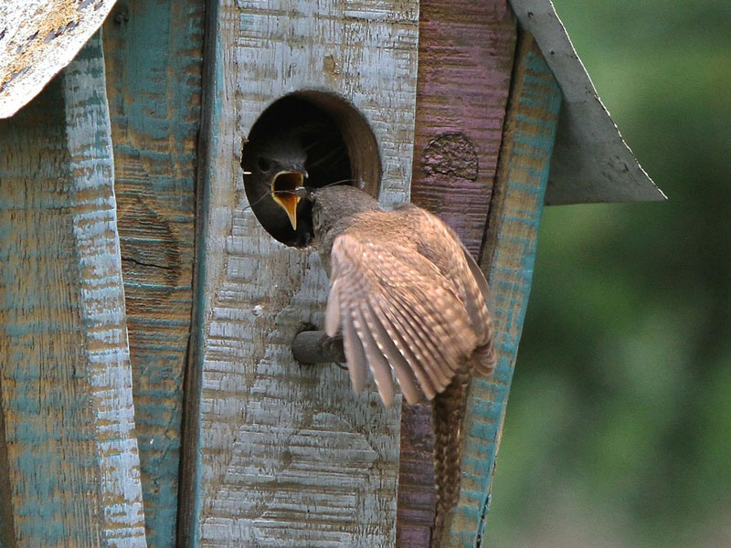 supplier parfum walet Padang Sidempuan