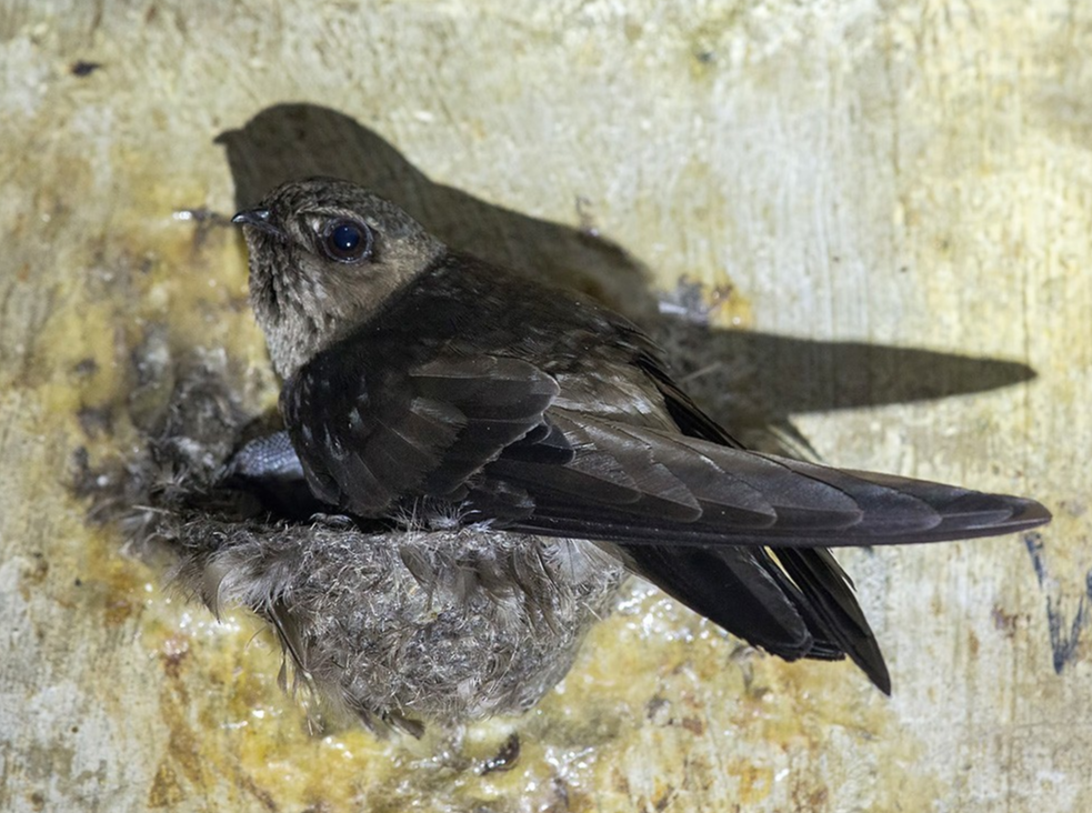 parfum walet murah Bojonegoro