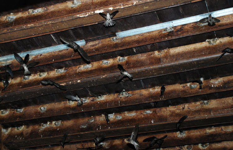 parfum walet murah Dumai