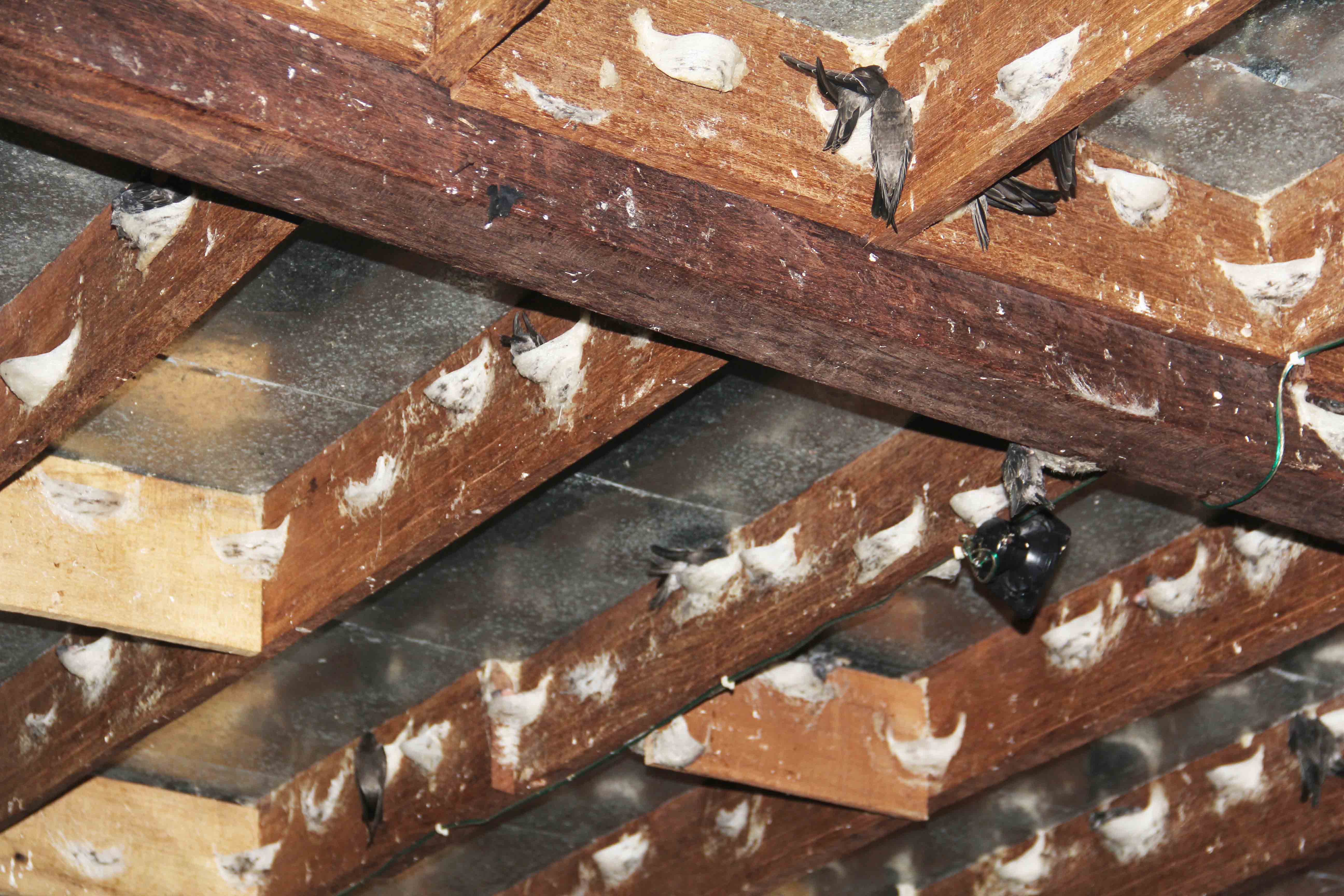 jual parfum walet Bojonegoro