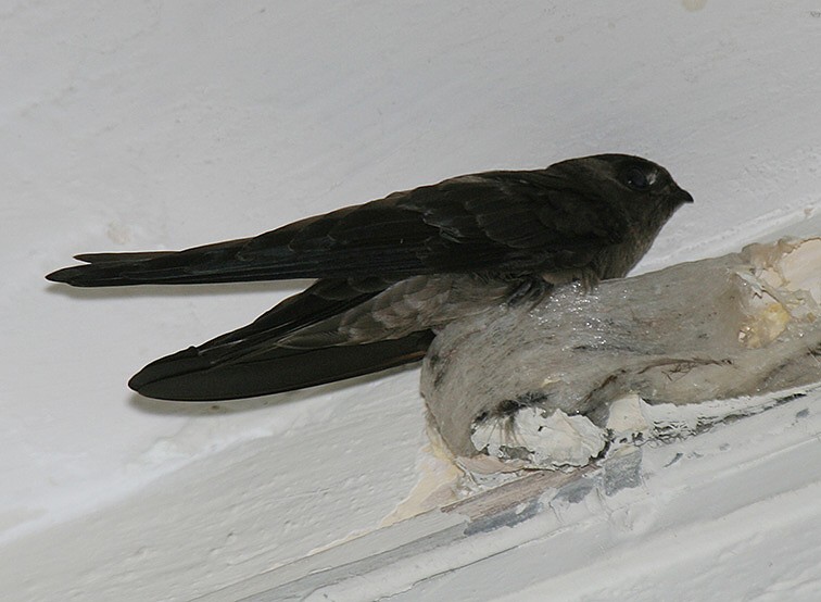 parfum pemikat walet Tanjungpinang