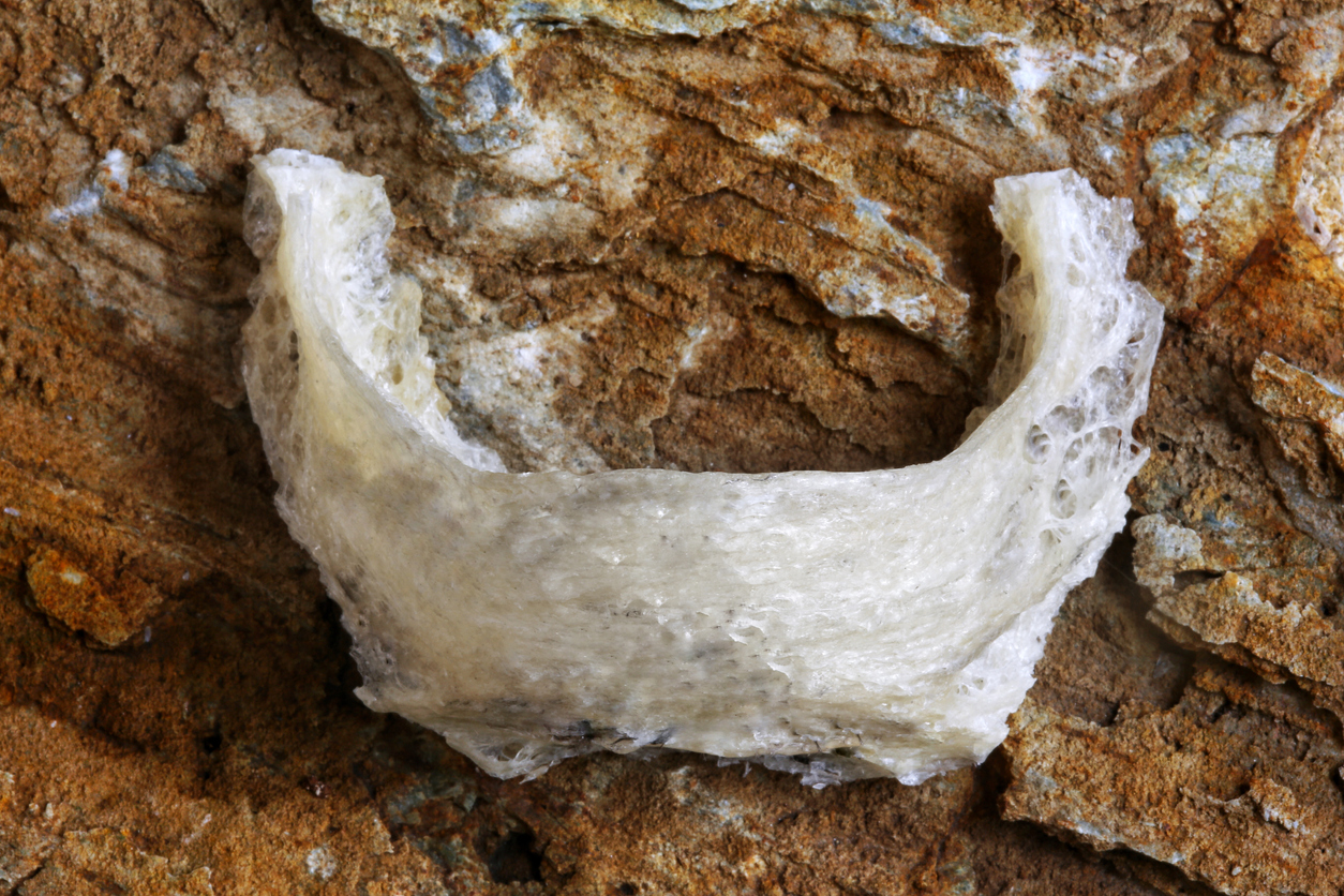 distributor parfum walet Dumai