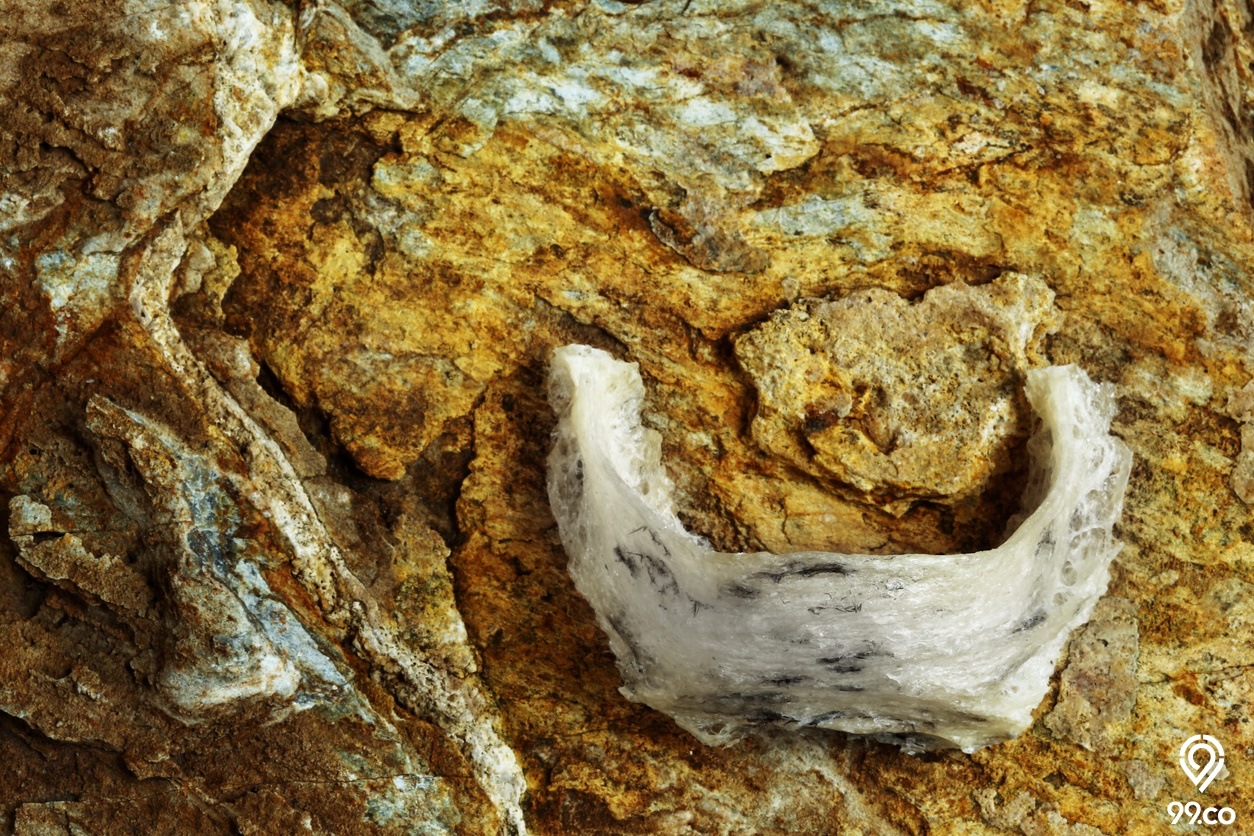 distributor parfum walet Bojonegoro